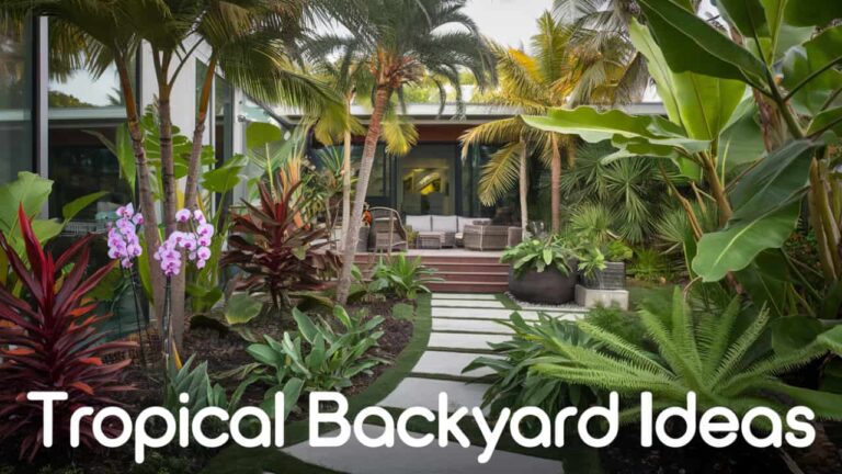 Tropical Backyard